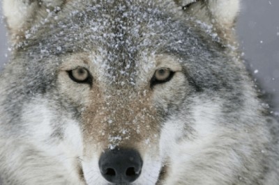 The Illusionist-in-Chief: Donald Trump’s Mastery of Political Magic