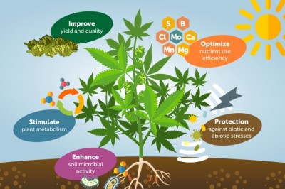 Biostimulants Market Size & Global Expansion