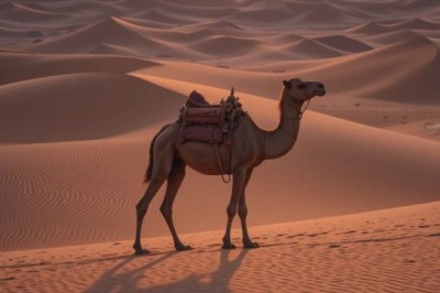 5 Common Mistakes to Avoid in a Desert Safari Experience