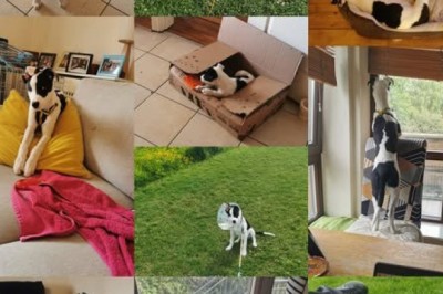 Building a Stronger Bond Through Better Dog Training Habits