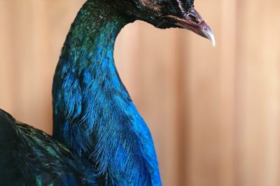 Expert Taxidermy Services for Deer, Bear, Birds, and Pets