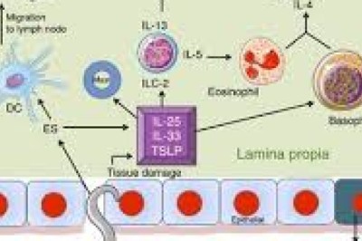 Effective Parasite Treatment with Iverhuman & Iverheal