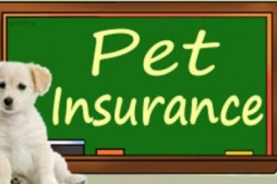 Finding the Best Pet Insurance Near Me: A Complete Guide for Pet Owners