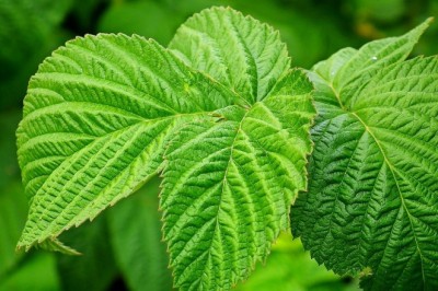 A Journey Into the Scenic Beauty of Raspberry Hills