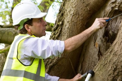Tree Reports and Council Approvals: What You Must Know Before You Build