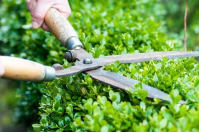 The Essential Guide to Tree Trimming for a Healthy and Safe Connecticut Landscape