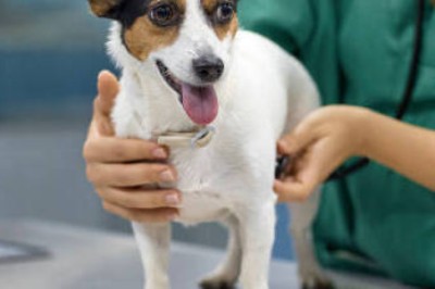 24 Hour Emergency Vet Singapore