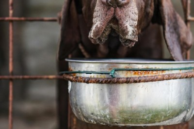 Pet Horoscope: A Fun Approach to Understanding Your Pet’s Character