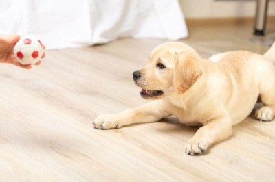 Trusted Dog Daycare in Providence for Safe, Happy, and Active Dogs