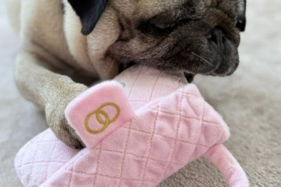 Chew toys for dogs in Dubai | Paw Maison