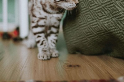 Are Kittens for Sale Tucson AZ Right for First Time Pet Owners