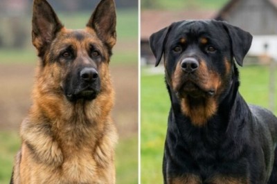 What Is The Best Guard Dog