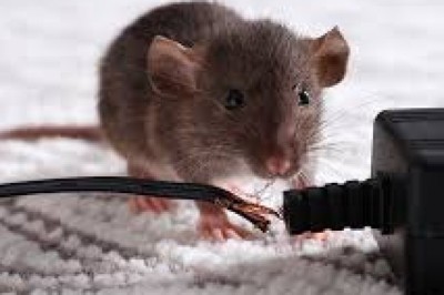 Pest Exterminator Services: Ensuring Safe and Pest-Free Environments