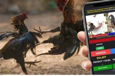 How Cockfighting Online Betting in India Is Expanding Fast