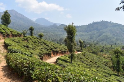Cochin Munnar Alleppey Tour – Scenic Kerala Journey Awaits