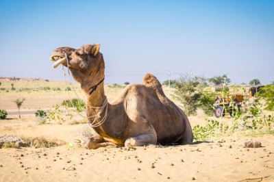 Jaisalmer Camel Safari Tours – Explore Desert in Royal Style