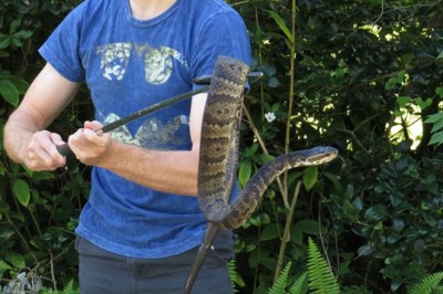 Keeping South Carolina Homes Safe From Snake Infestations