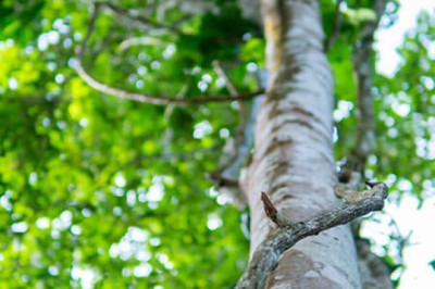 Agarwood Hydrosol Supplier | Natural & Pure Exporter