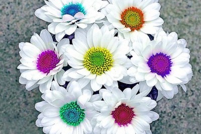 What Does a White Lily Mean? Uncover the Symbolism Behind This Timeless Flower - FlowersNext Blog