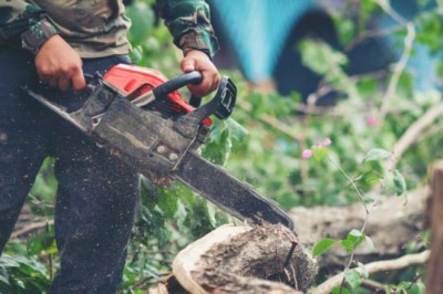 Tree Care Solutions: Tree Trimming Service Daphne AL and Stump Removal Daphne AL for a Safer Landscape