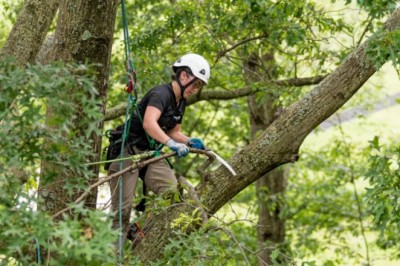 The Importance of Tree Health Assessment West Mobile AL and Tree Pruning Midtown Mobile AL for Long-Lasting Landscapes