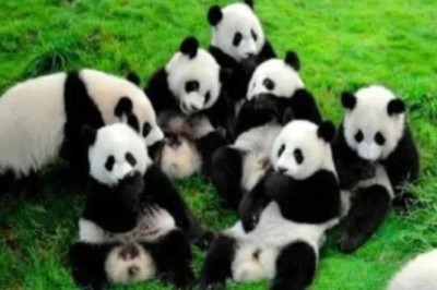 Sichuan Family Journeys: Crafting Memories in the Land of Pandas