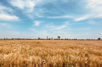 Protecting Your Harvest: A Guide to Effective Herbicide Use for Wheat Crops