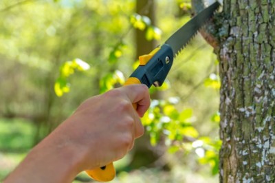 Why Is Safe Tree Removal in Sugar Land Vital Before Major Storm Seasons?
